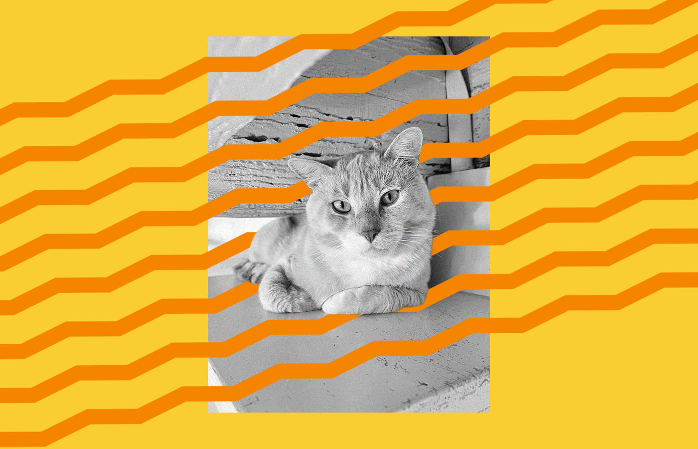 A cat lounging on a wooden surface is partially obscured by orange wavy lines. The background is a solid yellow.