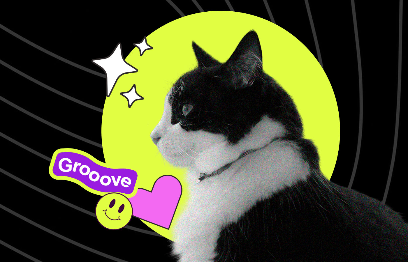 A black and white cat named Tao is featured as "Pet of the Month" by Dance 89.5. The background is black with yellow and pink accents. Text mentions Tao enjoys chasing lasers and listening to "Color Theory." Tao is known for loving bread and opening packages.